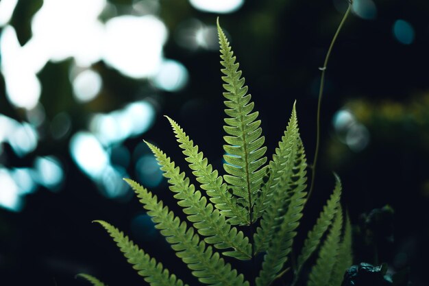 O verde escuro deixa o fundo da natureza