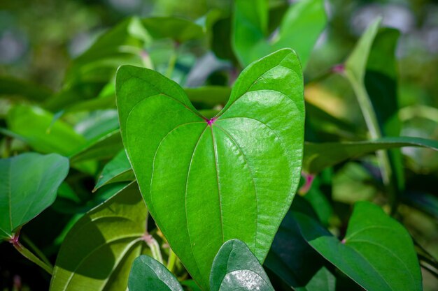 O verde natural deixa o fundo vistas naturais artísticas perenes