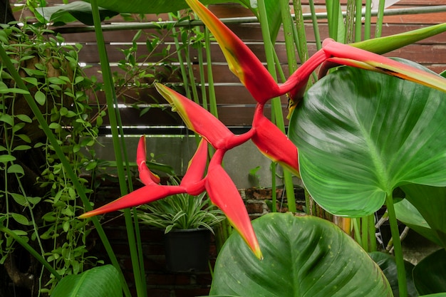 O vermelho brilhante heliconia