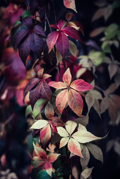 O vermelho da uva selvagem deixa o fundo sazonal natural da safra do outono