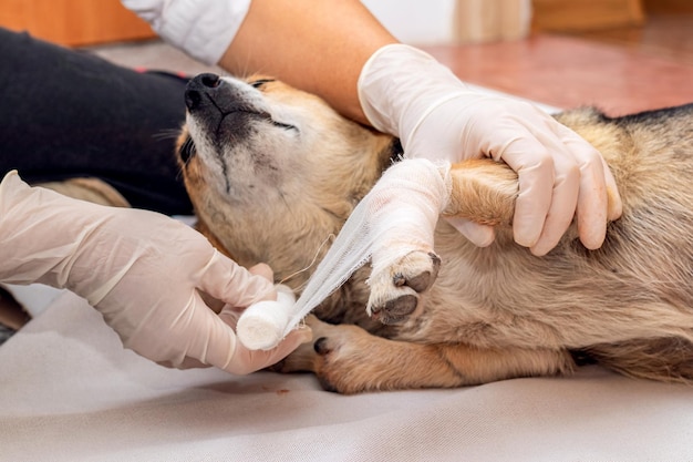 O veterinário aplica um curativo na perna machucada do cão