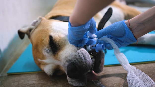 Foto o veterinário coloca o tubo endotraqueal no cão antes da operação