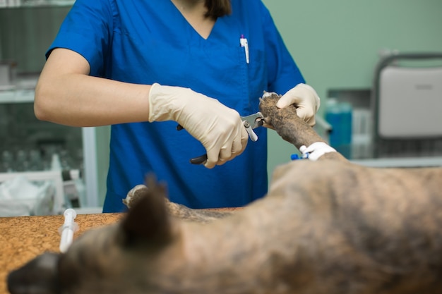 O veterinário corta as unhas do cachorro