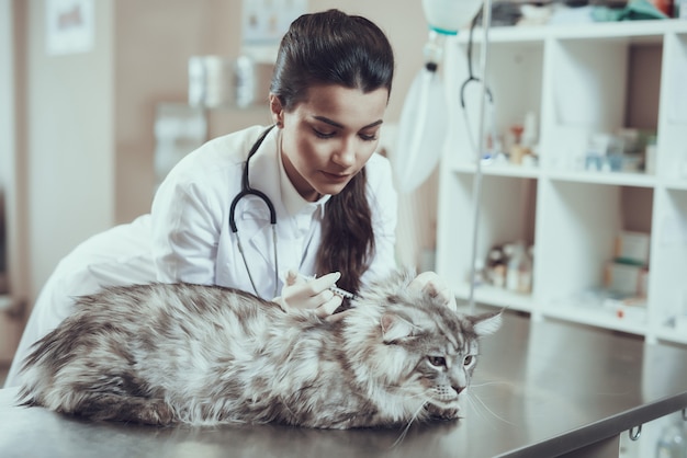 O veterinário da vacinação do gato dá a injeção ao racum de maine.