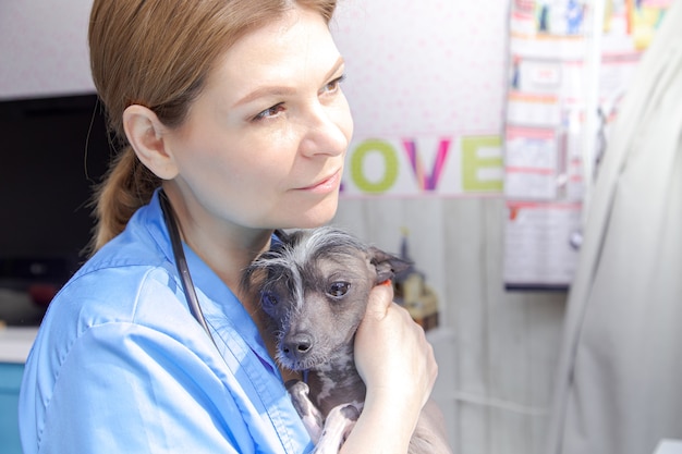 O veterinário de uma mulher de meia-idade examina o cachorro. Consultório médico, laptop, equipamento médico.