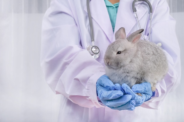 O veterinário e o coelho cinzento em seus braços usando luvas azuis no consultório do médico