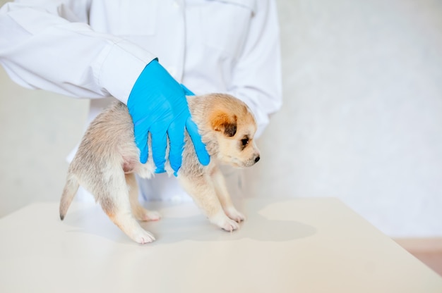 Foto o veterinário em luvas azuis prende um filhote de cachorro pequeno da raça pura em uma clínica veterinária