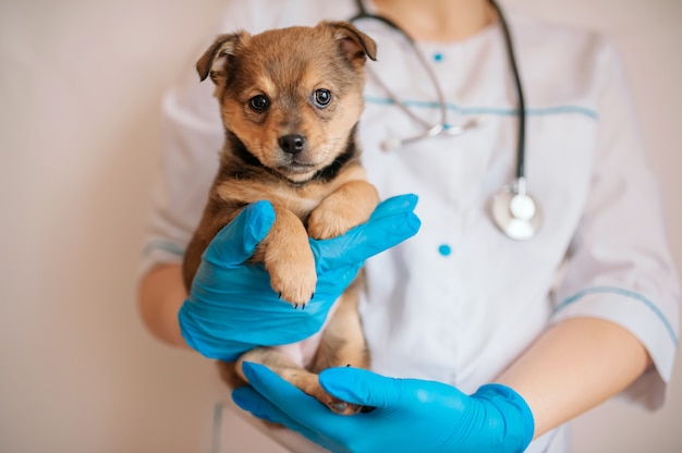 O veterinário em luvas azuis segura um filhote de cachorro marrom. clínica veterinária, doença de filhotes