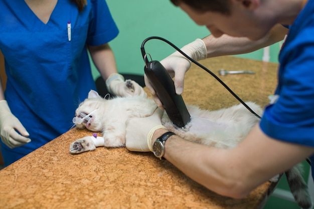 O veterinário está preparando um gato raspando seu estômago antes da cirurgia