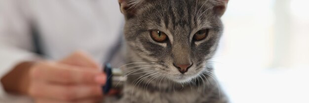 O veterinário examina o gato na clínica veterinária com o close up do estetoscópio do gatinho sendo