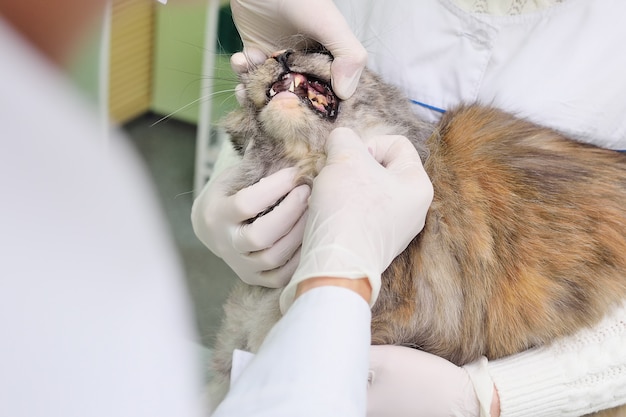 Foto o veterinário examina os dentes do gato