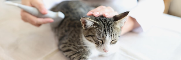 O veterinário faz um ultra-som para o gato exame veterinário de perto de um animal de estimação superficial