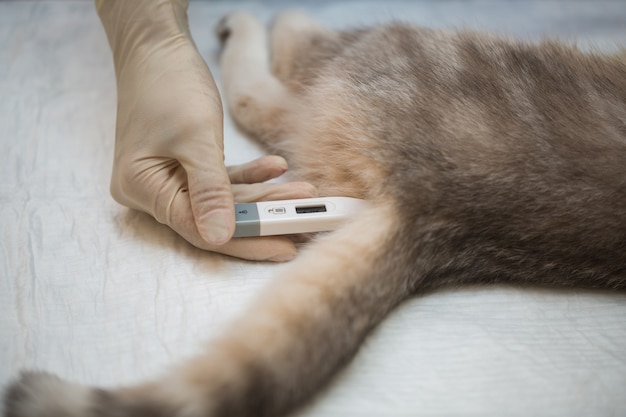 O veterinário mede a temperatura do gato sob anestesia antes da cirurgia.