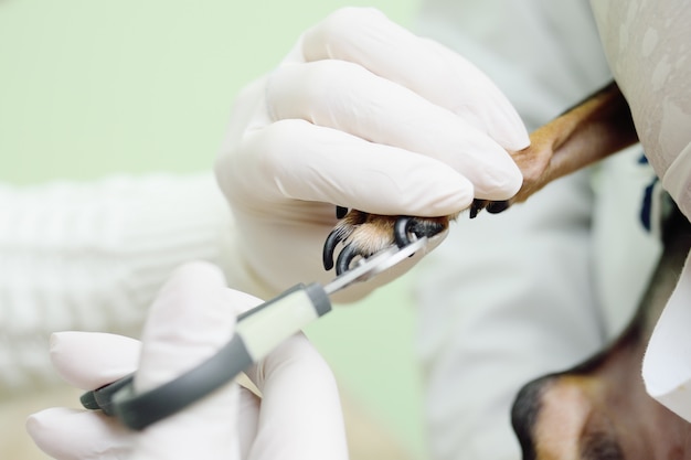 Foto o veterinário médico faz uma manicure no toy terrier no contexto de uma clínica veterinária.