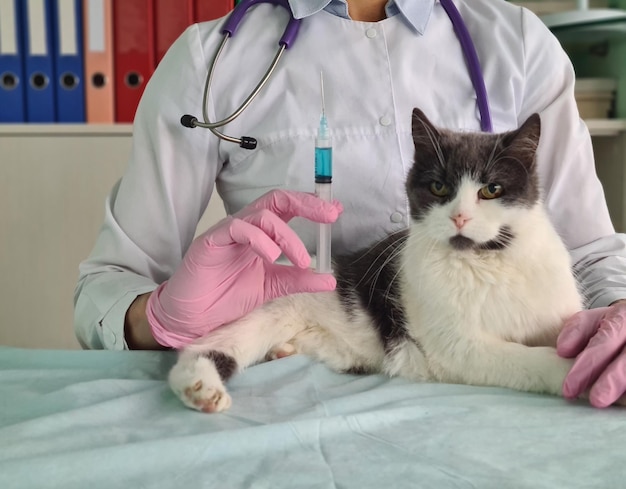 O veterinário nas luvas dá uma injeção ao gato