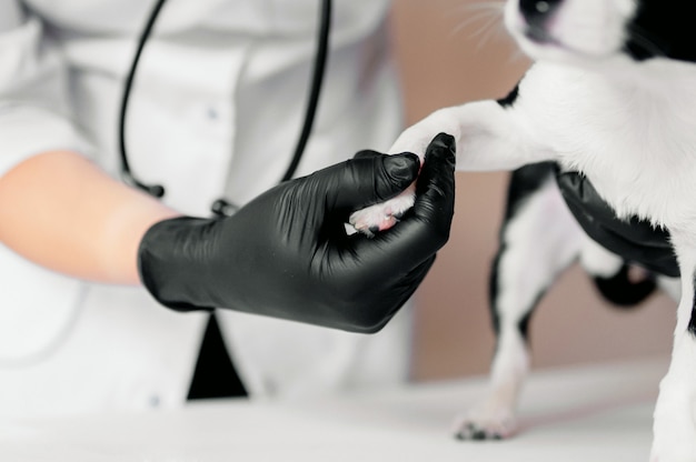 O veterinário prende a pata de um filhote de cachorro preto e branco bonito em uma recepção