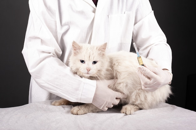 O veterinário prende um gato branco e uma seringa. tratamento de um animal doente, preparação de injeções, clínica veterinária.