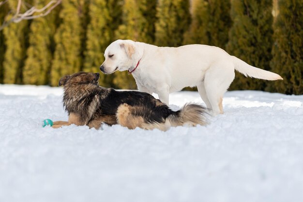 O vira-lata deita na neve e virou-se para o labrador para cheirar os narizes um do outro