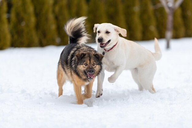 O vira-lata já está cansado depois do jogo na neve e o jovem Labrador está cheio de energia