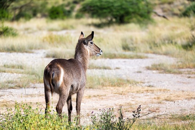 O waterbuck está procurando algo na savana