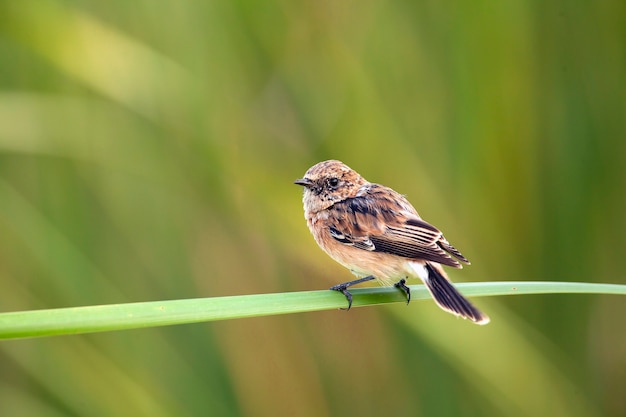 O whinchat Saxicola rubetra é uma pequena ave passeriforme migratória