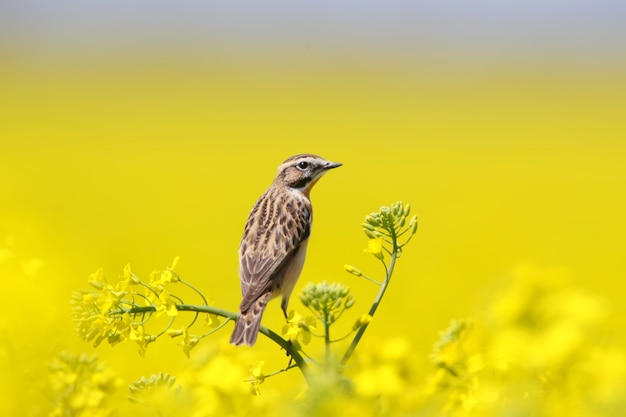 O whinchat (saxicola rubetra) senta-se em um galho de colza