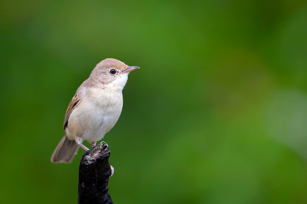 O whitethroat comum ou maior é uma toutinegra típica comum e difundida ..