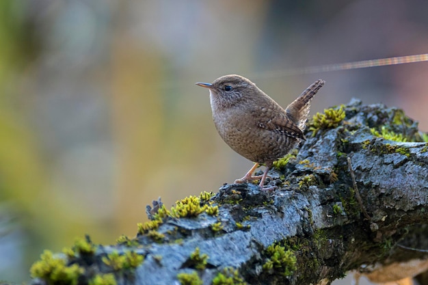 O wren eurasiano troglodytes troglodites no ramo
