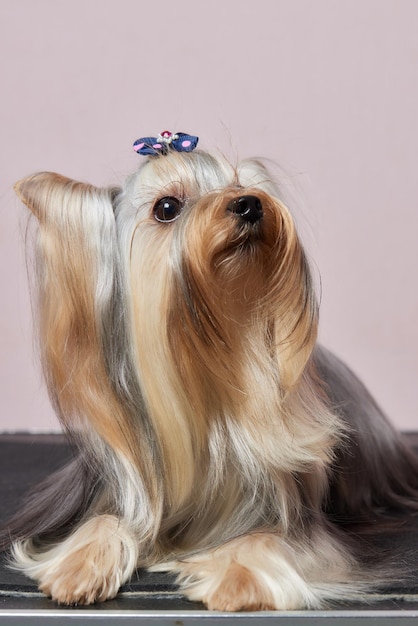 O Yorkshire Terrier deita-se na mesa de cuidados no salão do zoológico com um belo corte de cabelo para todos os dias