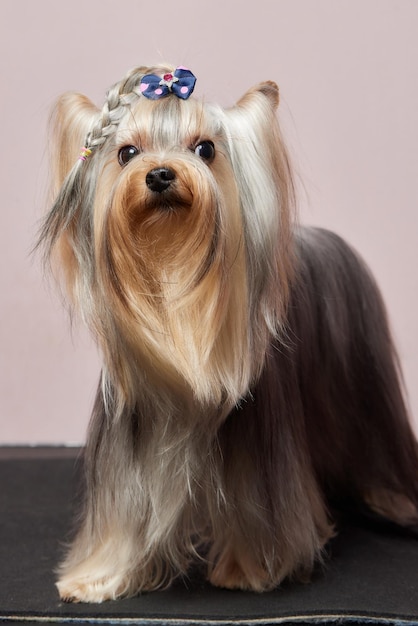 O Yorkshire Terrier deita-se na mesa de cuidados no salão do zoológico com um belo corte de cabelo para todos os dias