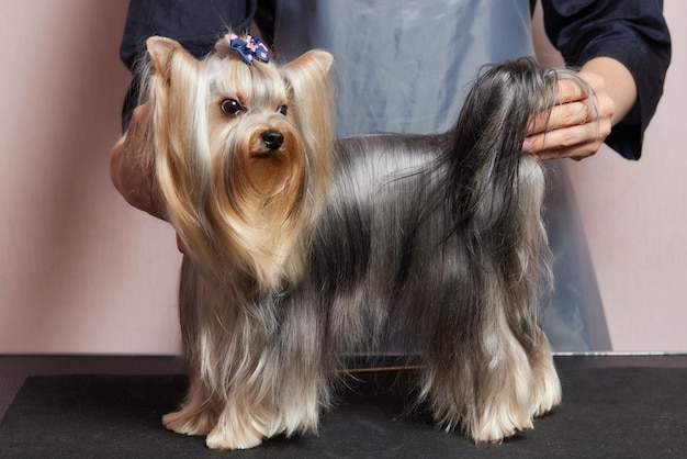 O yorkshire terrier está na mesa de tosa no salão do zoológico com um belo corte de cabelo para cada