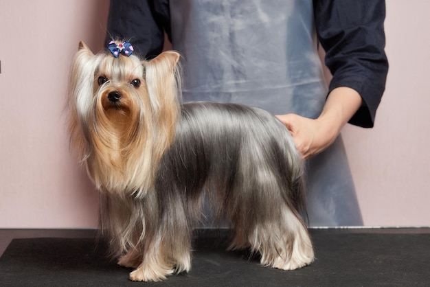 O yorkshire terrier está na mesa de tosa no salão do zoológico com um belo corte de cabelo para cada