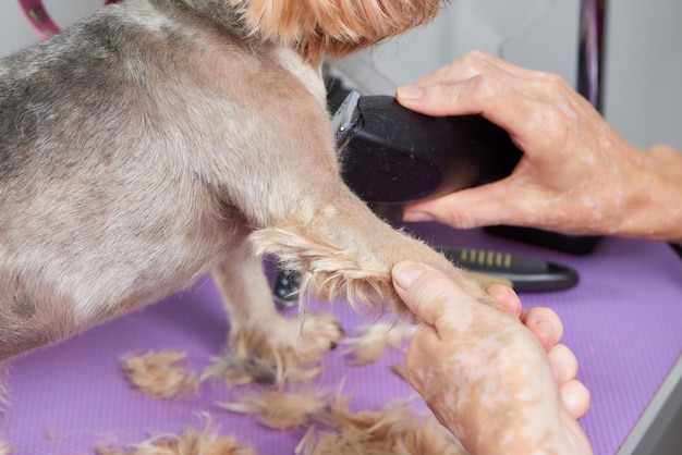 O Yorkshire Terrier está na mesa de tosa no salão do zoológico com um belo corte de cabelo para todos os dias