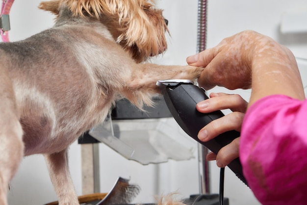 O Yorkshire Terrier está na mesa de tosa no salão do zoológico com um belo corte de cabelo para todos os dias