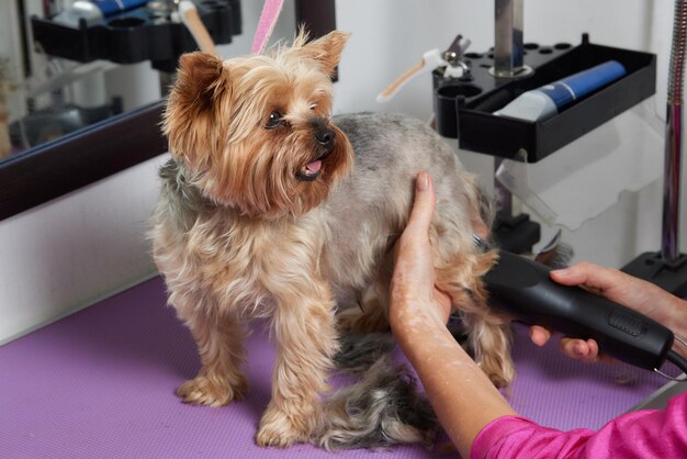 O Yorkshire Terrier está na mesa de tosa no salão do zoológico com um belo corte de cabelo para todos os dias