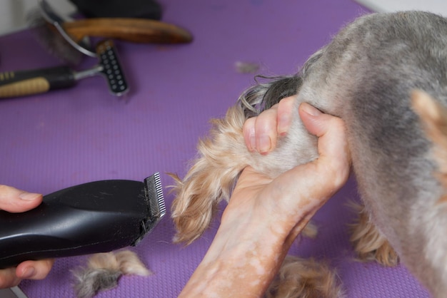 O Yorkshire Terrier está na mesa de tosa no salão do zoológico com um belo corte de cabelo para todos os dias