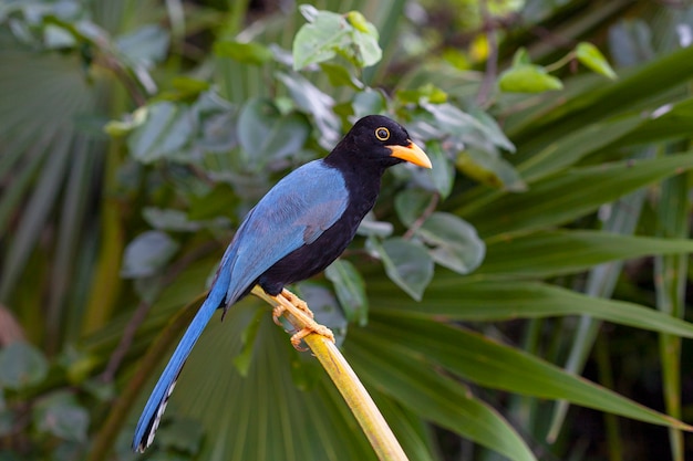 O Yucatan jay Cyanocorax yucatanicus é uma espécie de ave da família Corvidae.