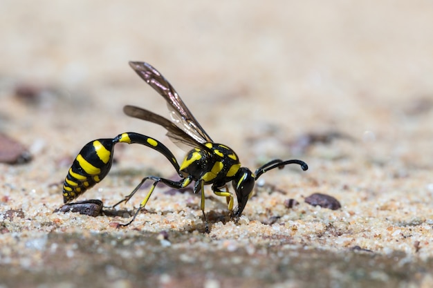 O zangão preto e amarelo no fundo da natureza.