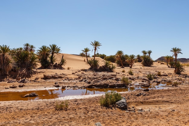 Oase im Wasser der Sahara-Wüste und Palmen in der Wüste