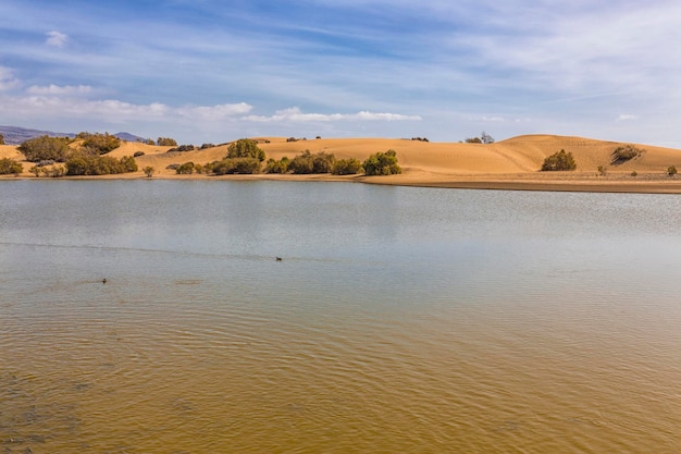 Oase in Maspalomas Dunas