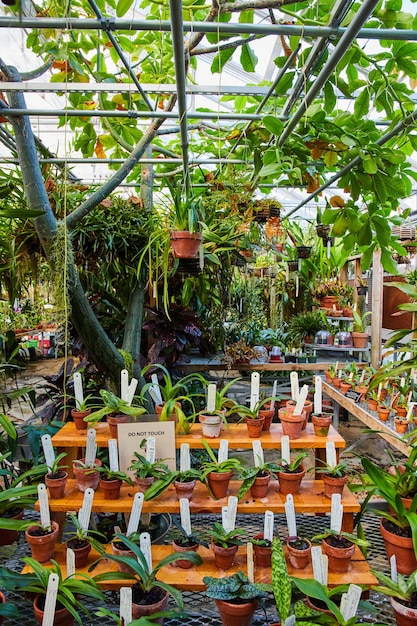 Foto oásis de estufa verdejante com plantas não tocadas conservatório de muncie