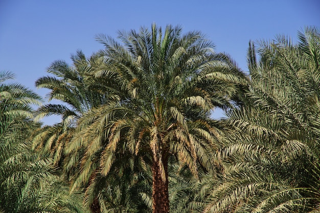Foto un oasis en el desierto del sahara, áfrica