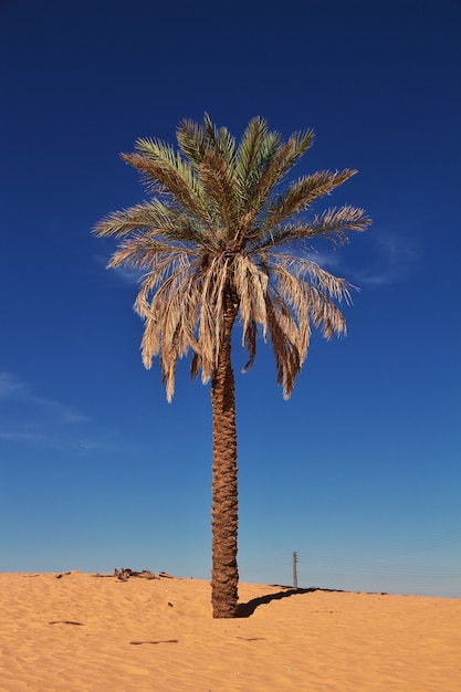 Un oasis en el desierto del sahara en áfrica