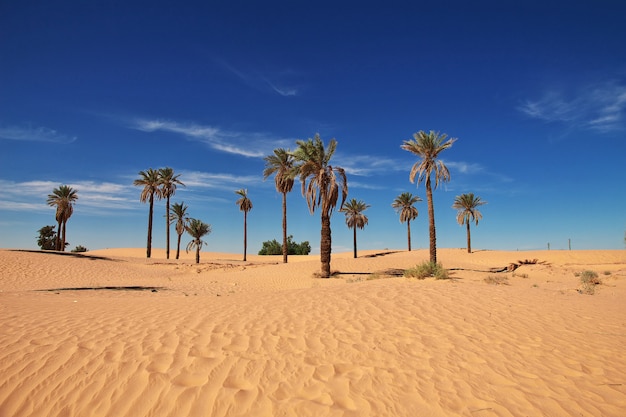 Un oasis en el desierto del sahara en el corazón de áfrica.