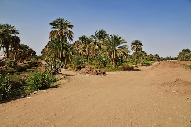 Un oasis en el desierto del Sahara, África