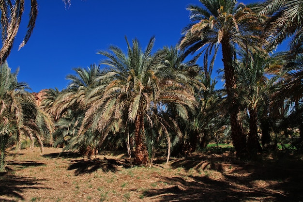 Un oasis en el desierto del Sahara, África