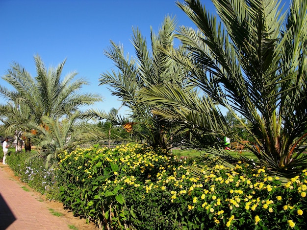 El oasis en el desierto del Sáhara Marruecos