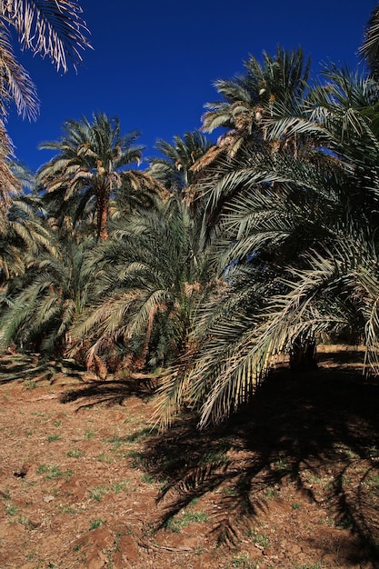 El oasis en el desierto del Sahara de Sudán