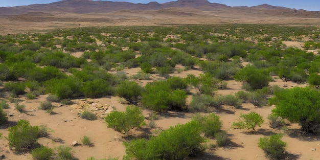 Un oasis en medio del desierto