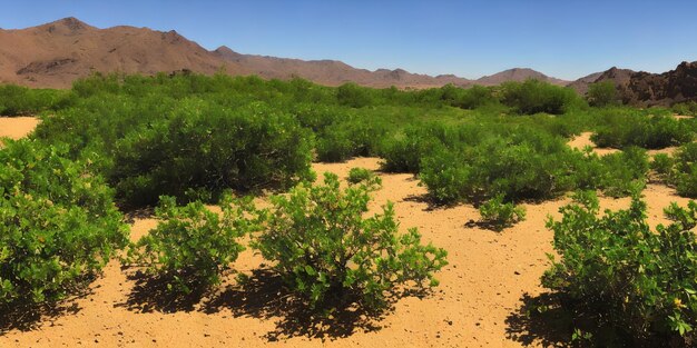 Un oasis en medio del desierto